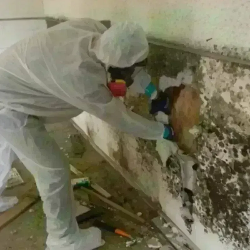 Mold Remediation and Removal in Shenandoah, VA